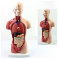 Plástico da ANATOMIA 12022 do TUNK parte, modelos médicos da anatomia do torso do corpo humano de 26cm mini